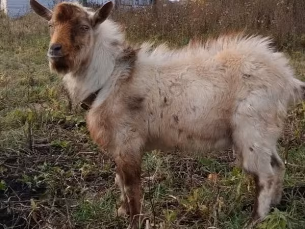 Billy Goat, Goats — Russia