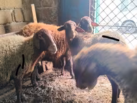 Wad, Sheep — sawirka 4
