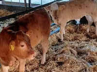 Bovini (lotto, sesso non specificato), Mucca limousine — foto 1