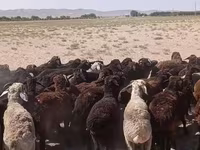 Κριός, Πρόβατα — φωτογραφία 1