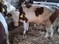 Lembu jantan, Simmental cattle — foto 2