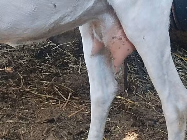 Goat, Goats — Azerbaijan