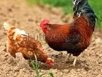 Chickens — акс 4