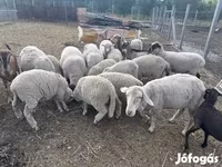 Schaap, Schapen — foto 2