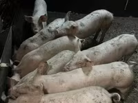 Locha, Świnie — zdjęcie 2