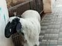 Wad, Sheep — sawirka 3