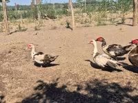 Ducks — รูปภาพ 6