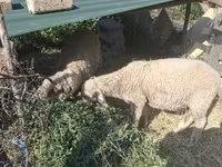 قوچ, Merino sheep — عکس 3