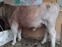 سانڈ, Simmental cattle — تصویر 2