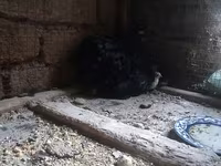 Chickens — รูปภาพ 2