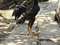 Chickens — foto 2