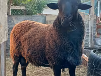 قوچ, Romanov sheep — عکس 1