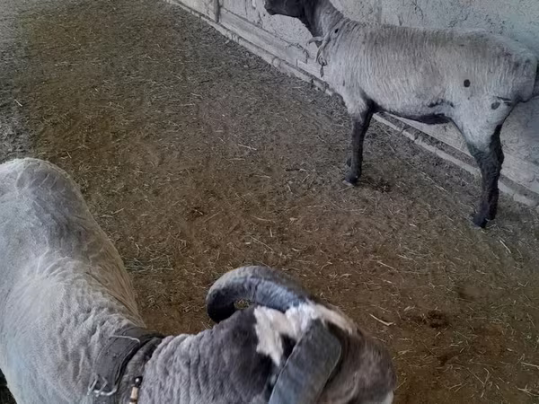 أغنام (دفعة، الجنس غير محدد), Merino sheep
