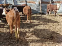 گاو ماده, گاو سفیدسر قزاقستانی — عکس 6