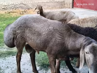 قوچ, Hissar sheep — عکس 7