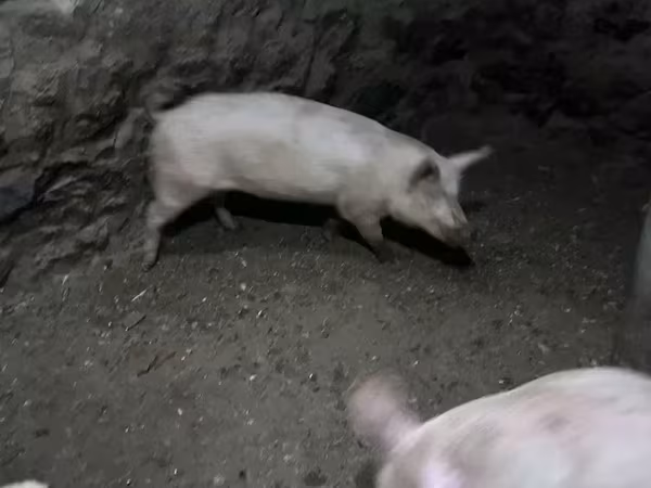Свиноматка, Свині