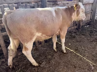Bou, Simmental cattle — foto 2