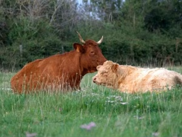 Сиыр, Salers cattle