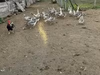Geese — foto 4
