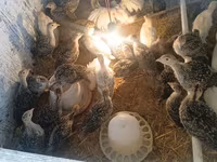 Turkeys — фото 1