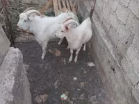 بز نر, بز — عکس 3