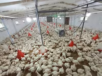 Chickens — fotografija 5