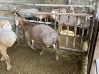 Oaie, Arashan sheep — foto 3