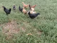 Chickens — تصویر 7