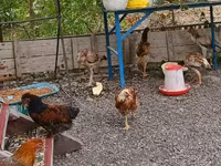 Chickens — Foto 3
