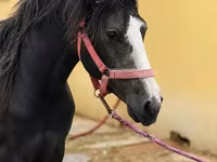 Horse (M), Anglo-Arabian — photo 1