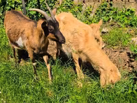 母山羊, Goats — 照片 8