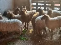 Ovce, Racka sheep — foto 6