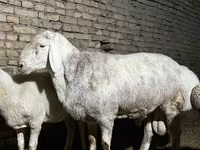 قوچ, Afghan Arabi sheep — عکس 3