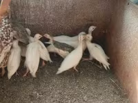 Chickens — fotografija 4