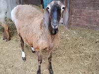میش, Arashan sheep — عکس 2