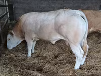Bull, Cattle — photo 5