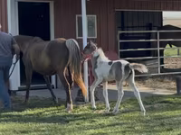 Mare, Pinto horses — photo 6