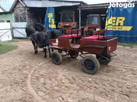 Klisna, Koně — foto 2