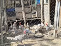 Turkeys — φωτογραφία 2