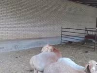 ভেড়ার পাঁঠা, Arashan sheep — ছবি 3