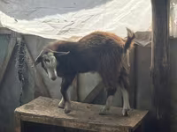 Ziege, LaMancha goats — Foto 4