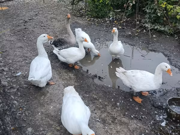 Geese