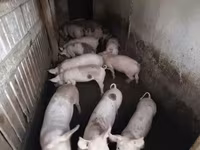 หมูป่าตัวผู้, หมู — รูปภาพ 6