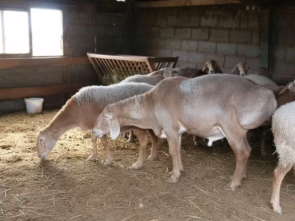 숫양, Arashan sheep