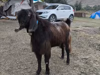 بکرا, بکریاں — تصویر 3