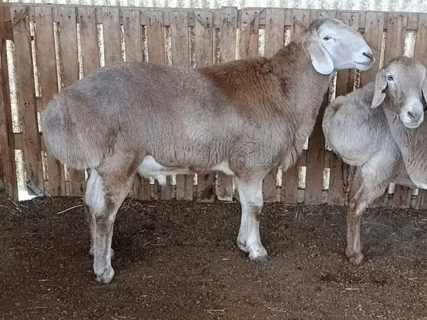 Ram, Arashan sheep — Kyrgyzstan
