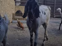 Koza, Saanen goat — fotografija 2