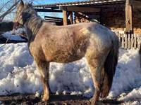 Kuda betina, Kazakh horse — foto 2