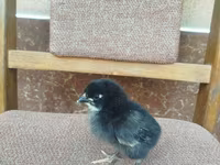 Chickens — عکس 4