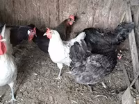 gallina danesa — foto 2